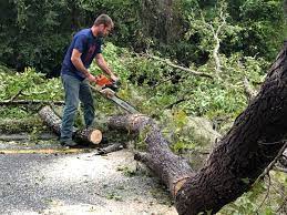 How Our Tree Care Process Works  in  Norwalk, CA